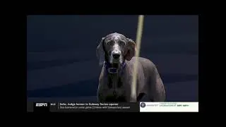 AKC Diving Dogs Challenge  2025 - Lady Bleu Layla