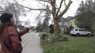 Canada 2019 Bairro de Toronto parte 2