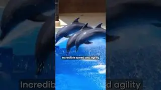 Acrobatic dolphins | #dolphin #dolphinjumping #aquarium