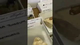 Fish Fossil 👊 #different #fish #fossil
