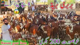 16 October 2025 بربری نسل کی بکریاں khubsorat barbri teddy goats farm visit modern goat farm d g k