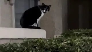 Night cockroach hunt 3 (sad cat story 😢🥺)