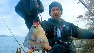Using Cut Bait for BIG blue Catfish! (Bank fishing)