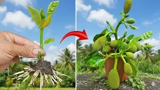 Jackfruit propagation Technique Using Aloe Vera Boosting Root 100 Roots produced In 7 Days