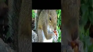Amazing facts about squirrels  | #AnimalsandPets