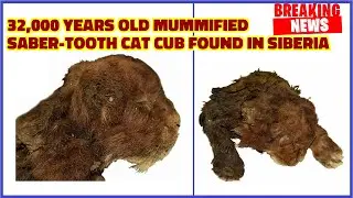 Unique 32,000 Years Old Mummified Saber Tooth Cat Cub Found in Siberia Still Has Fur