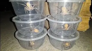 Catch Six Large Huntsman Spiders Using a Bowl 