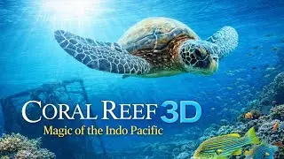 Coral Reef 3D: Magic of the Indo Pacific FULL DOCUMENTARY | Nature Documentaries | Life Out There