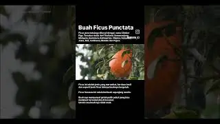 Ficus punctata