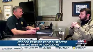Vancleave dogs seized from suspected fighting ring in rough shape, sheriff says, Pt. 2