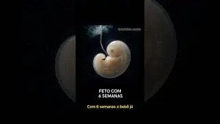 EMBRI&Atilde;O EM DESENVOLVIMENTO