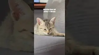 Free therapy! #catshorts #cat #cats #catvideos #cute #cutecat #prettycat #sleepycat #fyp #meow #pets