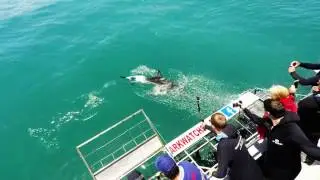 Shark alley cage dive. Top deck and in the cage.