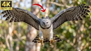 Wings of Amazonia : Relaxing Walk with Harpy Eagle, Macaw & Toucan | 4K Cinematic Nature