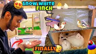 Crusted Finch ne andy de diye😍🪺|Finches breeding tips|Snow white finches