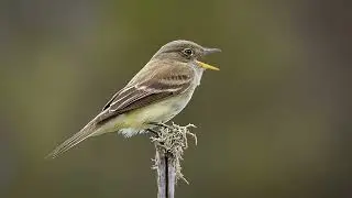 Sounds Of Nature - Alder Flycatcher - Bird Sounds
