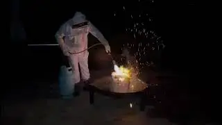likwidacja gniazda os. gniazdo os w worku z korą