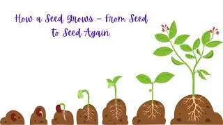 How a seed grows