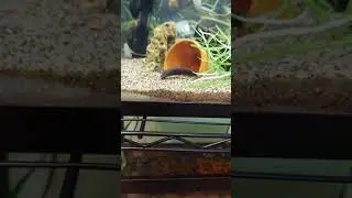 Phractolaemus Ansorgii feeding