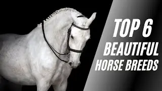 Beautiful Colored Horse Breeds in the Planet