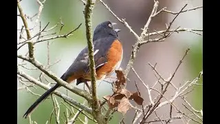 Eastern Towhee Singing