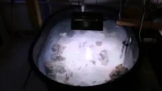 Lesd's 120 Gal Reef - Update on Holding System