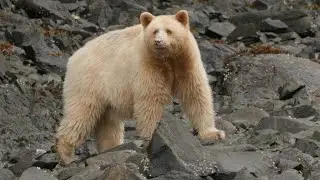 Spirit Bear Lodge, Klemtu, BC – October 2025
