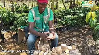 Culture d'igname 2025 : préparation des boutures