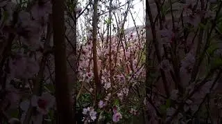Macha3ir