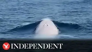 Extremely rare white whale filmed off Thailand coast