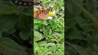 💝 #Bts #Btsarmy #Kpop #Butterfly 🦋#Twisting #Flapping #Wings Withstand #Strong #Winds #Shorts