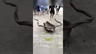 Why They Slam Mud