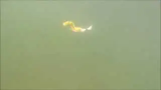 Otter Short Tails