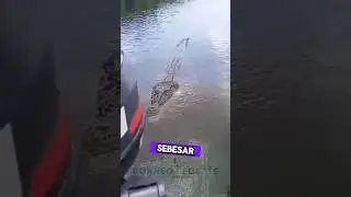 Di dekati Buaya Muara Raksasa #shorts #predator #buaya