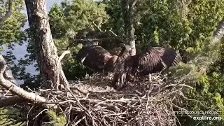 Trempealeau Eagles. TE3 flapping and hopping around in the nest - explore.org 06-19-2025