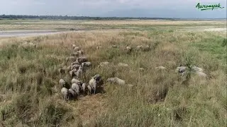 Aaranyak facilitating human elephant coexistence in Assam - by Anirudh N