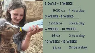 Training Our 6 Week Old Baby Goat to a Bottle or Wean Her From Milk?