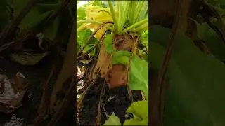 Эккендорфская жёлтая свекла 🌱 Eckendorf yellow fodder beet