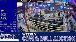 9/29/2025 - Cow & Bull Auction - Beaver County Stockyards