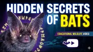 Hidden Secrets of Bats | Educational Wildlife Video🦇