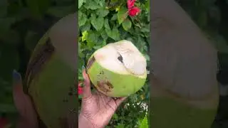 Fresh coconuts anyone ? #music #jamaica #travel #caribbeandream #expact #movingabroad #freshcoconut