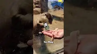You Won&rsquo;t Believe What This Dog Did! 🤯🐶 #DogsOfTheInternet