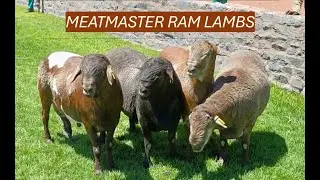 Meatmaster ram selection!