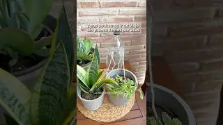S&uacute;per truco para regar tus plantas en vacaciones #reciclaje #jardineriayplantas #homeideas #plants