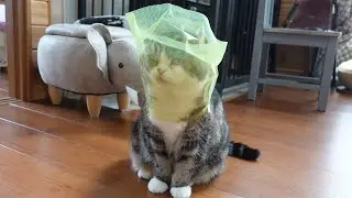 落とし物を拾ったけど返す気はないねこ。-Maru picked up my dropped item but doesn't want to return it.-