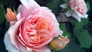 Hasse - La Danza (Veronique Dietschy, Alain Zaepffel)