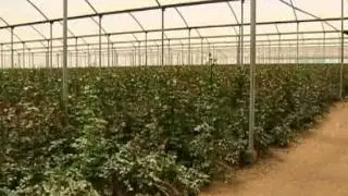 Kenya Val Flowers