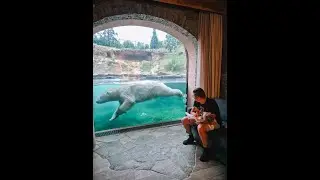 Pairi Daiza - Overnachten bij de ijsberen