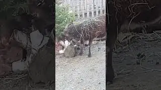 Black Sheep - Mouton Noir