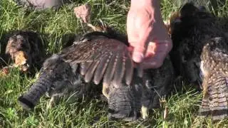 Ruffed Grouse Society - Determining Age and Sex of Ruffed Grouse